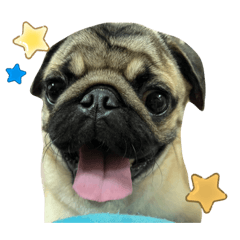 [LINEスタンプ] ニコニコゆきちくん