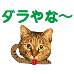 [LINEスタンプ] 金沢弁の寅ネコ