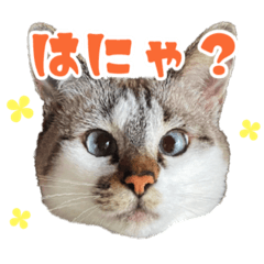 [LINEスタンプ] ひょうきんな32人のキジネコ