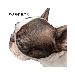 [LINEスタンプ] 色々な動物達❤