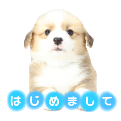 [LINEスタンプ] タフだぜタフィーくん！