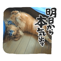 [LINEスタンプ] こむぎのゆるゆるライフ