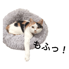 [LINEスタンプ] 三毛猫ぽてとさんのスタンプ