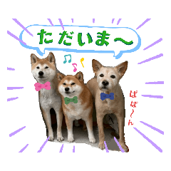 [LINEスタンプ] Miya's Dogs