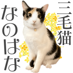 [LINEスタンプ] 三毛猫 の なのはなの画像（メイン）