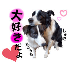 [LINEスタンプ] ボーダーコリー『セナルナ』