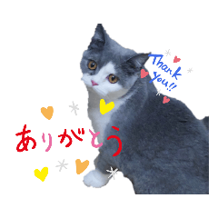 [LINEスタンプ] 猫【もも】の癒しスタンプの画像（メイン）