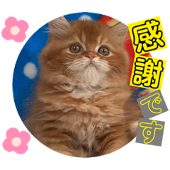 [LINEスタンプ] ねこまーち エメラルドクイーン