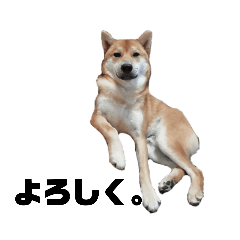 [LINEスタンプ] 柴犬さこんじ(成犬ver)