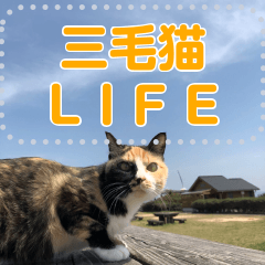 [LINEスタンプ] 三毛猫LIFE