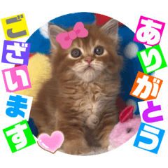 [LINEスタンプ] ねこまーち ダイヤモンドアイズ