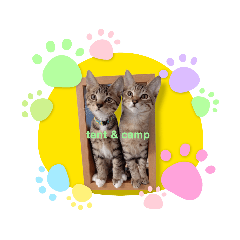 [LINEスタンプ] 元野良猫テンキャンブラザーズ☆ニャー編