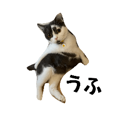 [LINEスタンプ] 猫好きによる猫好きの為の猫のスタンプ