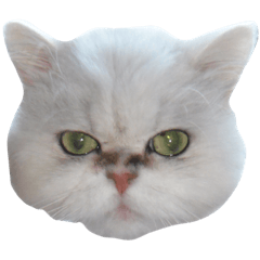 [LINEスタンプ] 毛玉たまに吐きます4