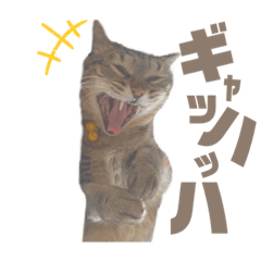 [LINEスタンプ] ぶーこ様の日常