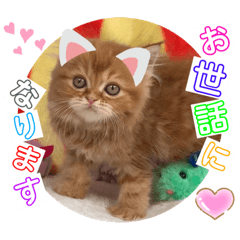 [LINEスタンプ] ねこまーち サファイアエンジェル