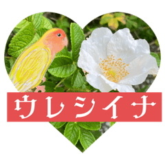 [LINEスタンプ] おしゃべり小鳥②カタカナ乙女文字日常便利