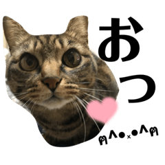 [LINEスタンプ] めいさんฅ^‬•༝•^‬ฅ
