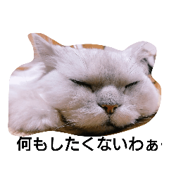 [LINEスタンプ] リアル白猫ちゃんの画像（メイン）