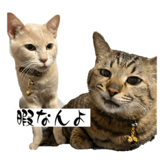 [LINEスタンプ] わんにゃんStyle