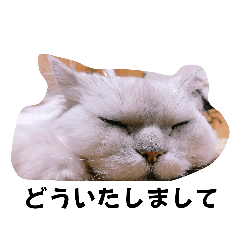 [LINEスタンプ] 白猫ネーコの画像（メイン）