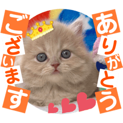 [LINEスタンプ] ねこまーち トライアンフ