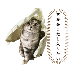 [LINEスタンプ] 佐藤家の猫のペコ
