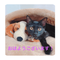 [LINEスタンプ] 面白いスタンプ笑KHの迷言有り