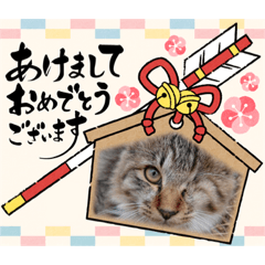 [LINEスタンプ] プリンちゃんと愉快なにゃんこ達