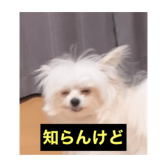 [LINEスタンプ] 字幕犬(関西弁ver)