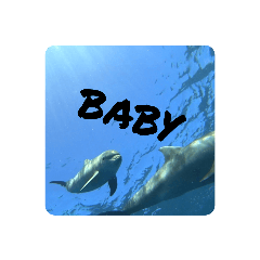 [LINEスタンプ] dolphins3