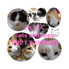 [LINEスタンプ] とにかく cats and dogs 2021.5〜2022.9