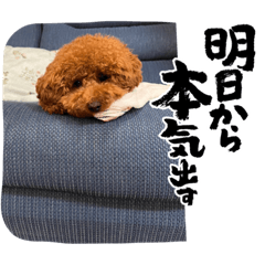 [LINEスタンプ] トイプードル福の日常