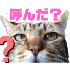 [LINEスタンプ] にゃんこ流