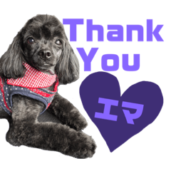 [LINEスタンプ] トイプードルとシーズーのMIX犬エマです‼︎