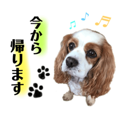 [LINEスタンプ] キャバリアのフレットくん