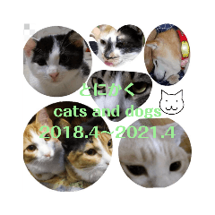 [LINEスタンプ] とにかく cats and dogs 2018.4〜2021.4