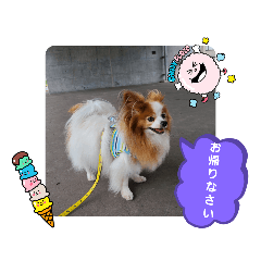 [LINEスタンプ] ぱぴぱぴパピヨン93