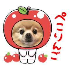 [LINEスタンプ] ポメラニアン☆レイン③