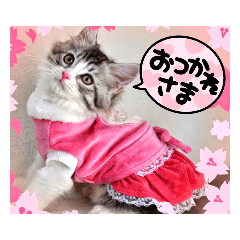 [LINEスタンプ] 実写でかわいい猫スタンプ 短足だっていい！