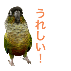 [LINEスタンプ] ウロコインコが好きな人のスタンプ