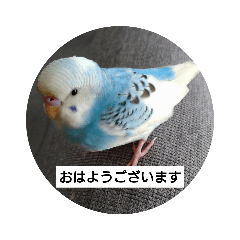 [LINEスタンプ] セキセイインコと文鳥ズ