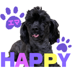 [LINEスタンプ] トイプードルとシーズーのMIX犬エマ 10弾