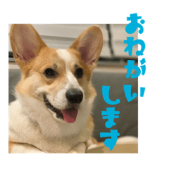 [LINEスタンプ] ポムのスタンプ第2弾！