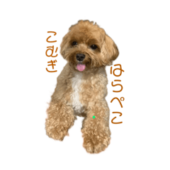 [LINEスタンプ] こむしゃんのスタンプ