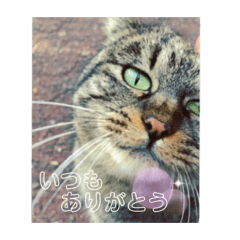 [LINEスタンプ] みなねこスタンプ01