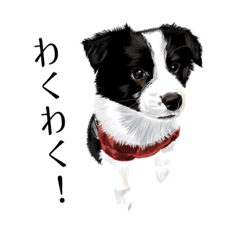 [LINEスタンプ] 【パピー】ボーダーコリーまみれ2