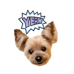 [LINEスタンプ] ヨークシャーテリア犬のかわいいスタンプ
