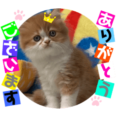 [LINEスタンプ] ねこまーち もちもちプリンス