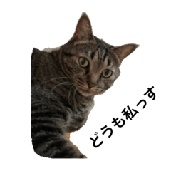 [LINEスタンプ] 猫カフェ3兄弟